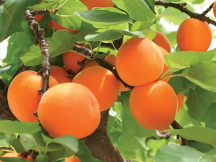 Apricot ‘Early Moorpark’ image