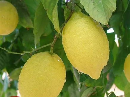 Lemon Lisbon image