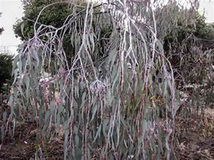 Eucalyptus Caesia Silver Princess image