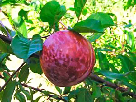 Prunus Domestica Mariposa Plum image