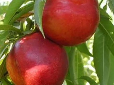 Peach Tree Varieties : Anzac, Elberta, Red Haven, Noonan image