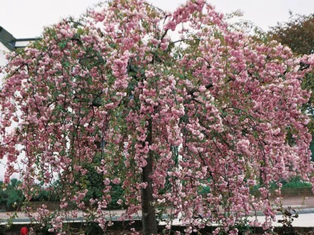 Prunus Cheals Weeping Cherry. Tall or Short Graft image