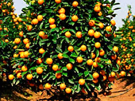 Citrus Orange. Valencia. image