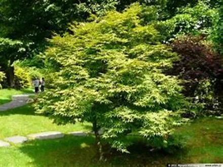 Acer palmatum (Japanese Maple) image