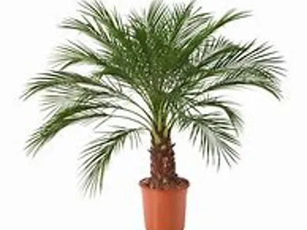 Phoenix Robellini (Dwarf Date Palm) image