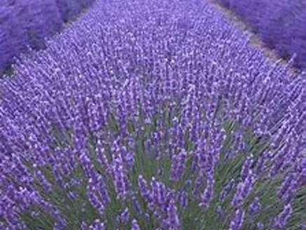 Lavendula Angustifolia English Lavender image