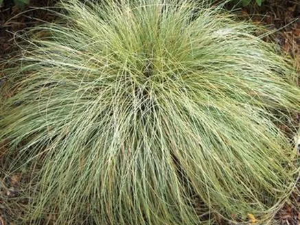 Carex ‘Frosted Curls’ image