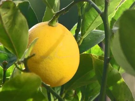 Lemon Meyer image
