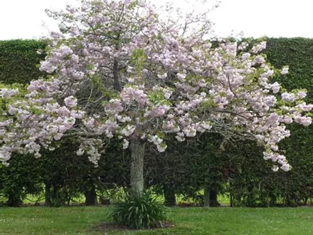 Prunus Shimidsu Sakura Upright Standard Flowering Cherry image