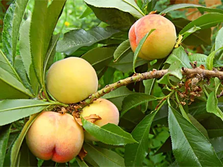 Prunus Persica (Peach Dwarf) image