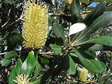 Banksia integrifolia (Coastal Banksia) image