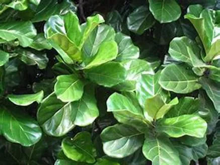Ficus Lyriata (Fiddle Leaf Fig) image