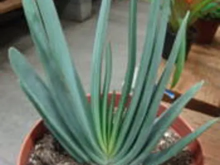 Aloe plicatillis (Fan Aloe) image