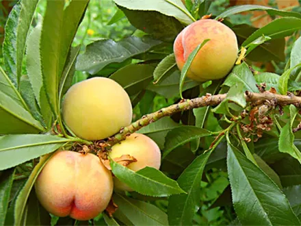 Prunus Persica (Peach Dwarf) image