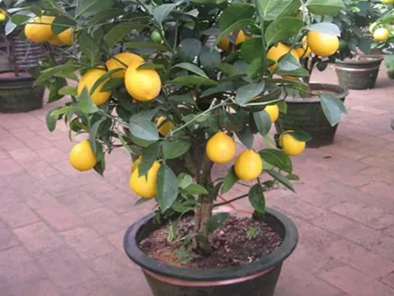 Lemon Dwarf Assorted Varieties image