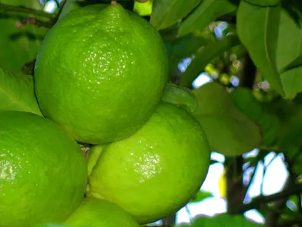Lime Tahitian image