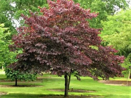 Cercis canadensis ‘Forest Pansy’ image