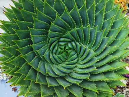 Aloe polyphylla (Spiral Aloe) image