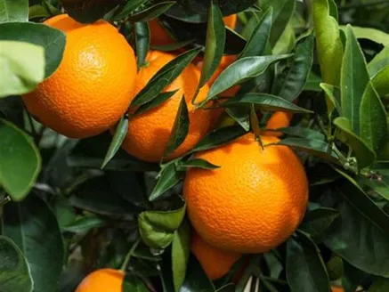 Orange Dwarf Fruit Tree: Washington Naval, Lanes image
