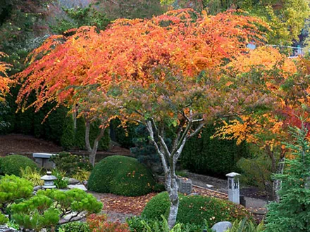 Acer Palmatum ‘Sango Kaku’. Coral Bark Maple.Senkaki Maple image