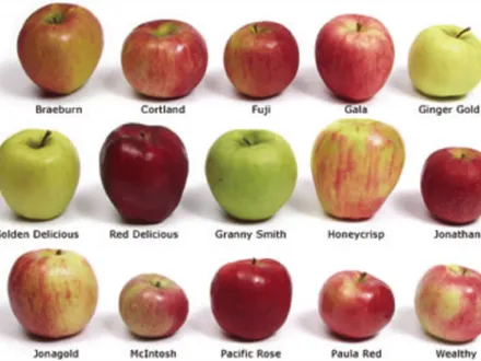 Apple Trees Varieties ; Gala, Golden Delicious, Granny Smith, Pink Lady, Johnathon. image