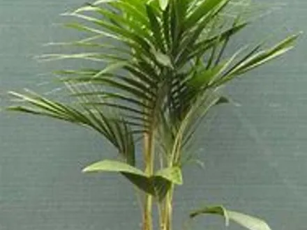 Archontophoenix cunninghamiana (Bangalow Palm) image