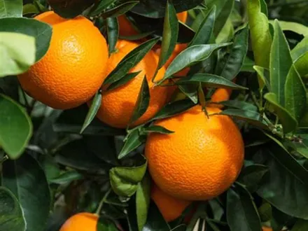 Orange Dwarf Fruit Tree: Washington Naval, Lanes image