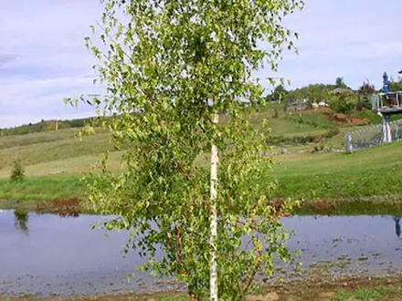 Betula dalecarlica. Cut leaf birch image