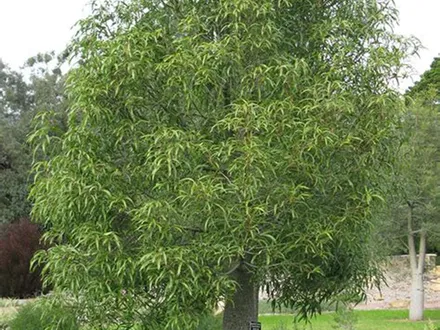 Brachychiton Rupestris (Bottle Tree) image