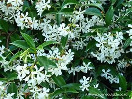 Trachelospermum jasminoides (Star Jasmine) image
