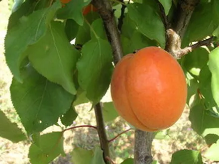 Apricot ‘Trevatt’ image