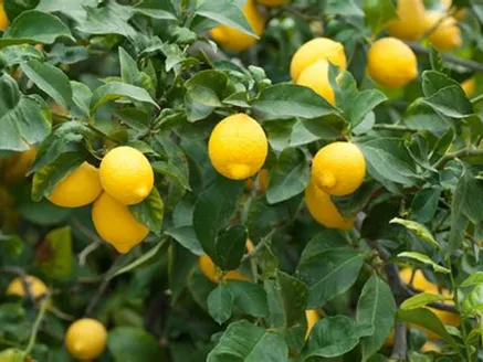 Lemon Lemonade Tree image
