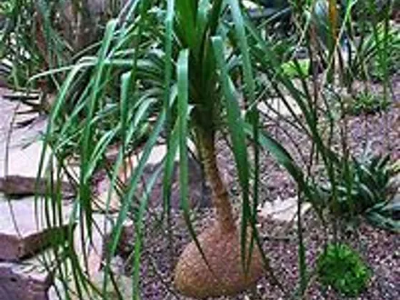 Beaucarnea Recurvifolia (Ponytail Palm) image