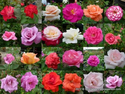 Rose Bush Assorted Varieties image