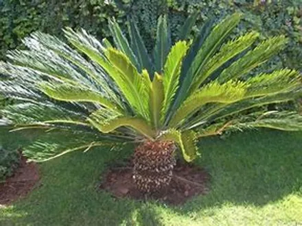 Cycas Revoluta (Cycad Palm) image