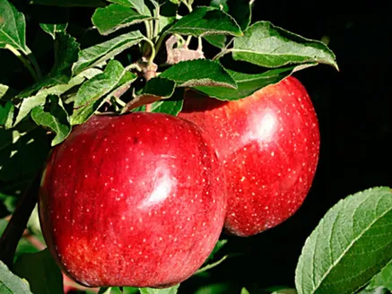 Malus domestica Red Fuji Apple image