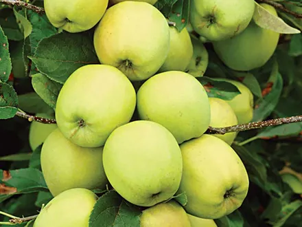 Malus domestica Golden Delicious Apple image