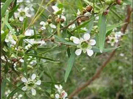 Leptospermum petersonii (Lemon Scented Tea tree) image