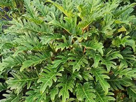Philodendron Xanadu image