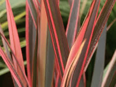 Phormium Varieties : Anna Red, Ivory Streak, Jester, Maori Sunrise, Waitara Gold image