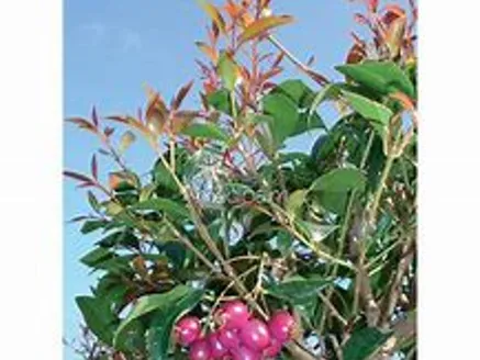 Eugenia myrtifolia image