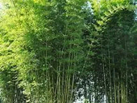 Bambusa Textillis ‘Gracilis’ image