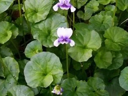 Viola Hederaceae image