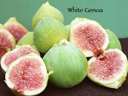 Fig White Genoa image