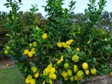 Lemon Eureka image