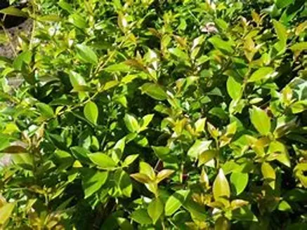 Syzygium ‘Hinterland Gold’ image