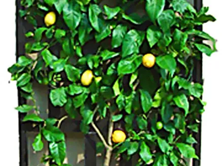 Citrus Lemon. Espallier. Lisbon.Eureka.Myer.Lime Tahitian image